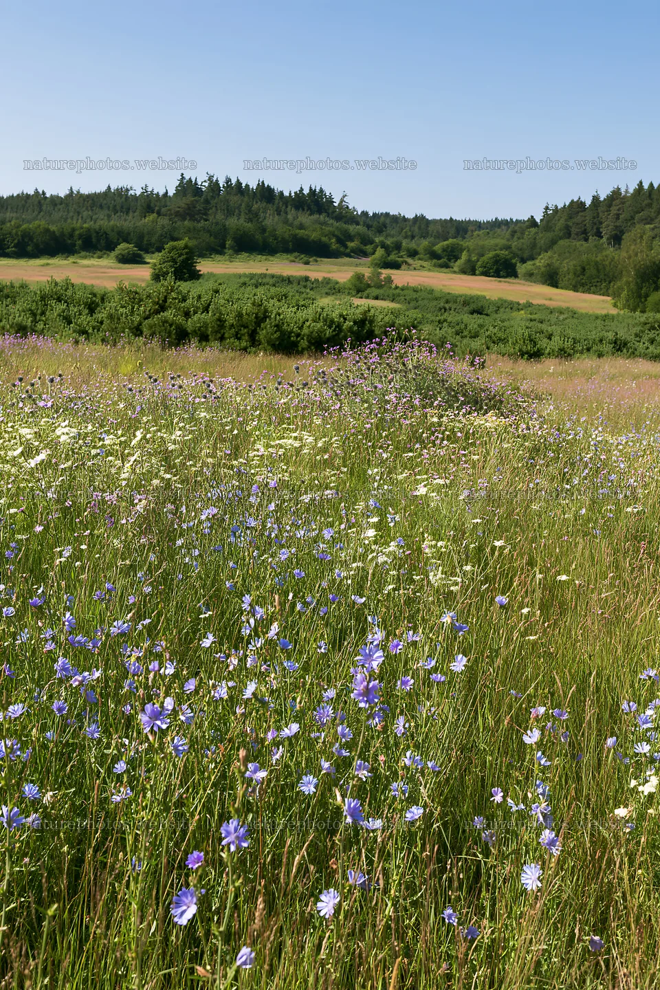 Sainfoin chicory meadow with wildflowers under clear sky – nature photos 6480x9722