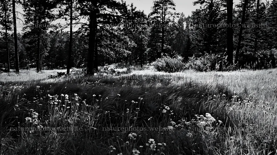 Pine forest meadow with tall grass and wildflowers – nature photos 10608x5938