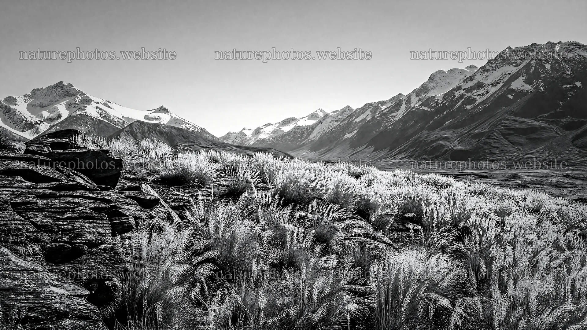Seedhead meadow under clear sky near snowy mountains – nature photos 10584x5952