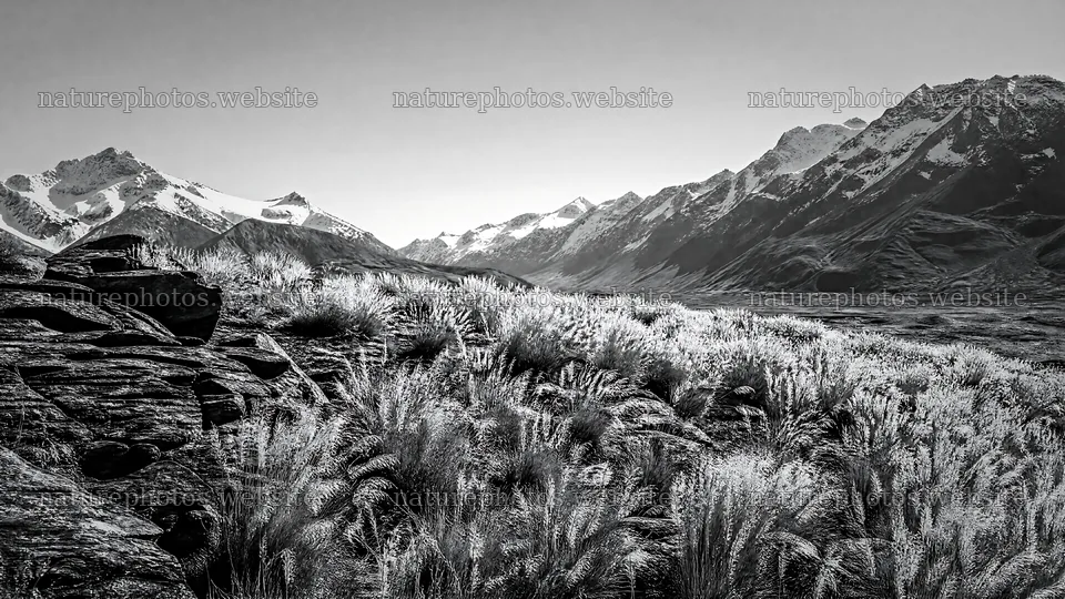 Seedhead meadow under clear sky near snowy mountains – nature photos 10584x5952