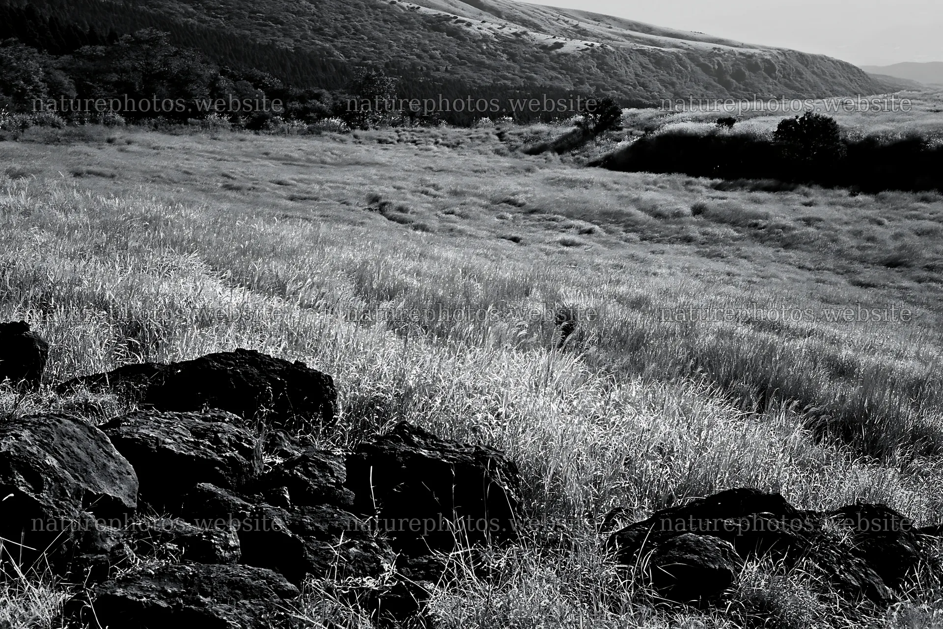 Kumamoto volcanic meadow dark rock foreground with tall grass – nature photos 9722x6480