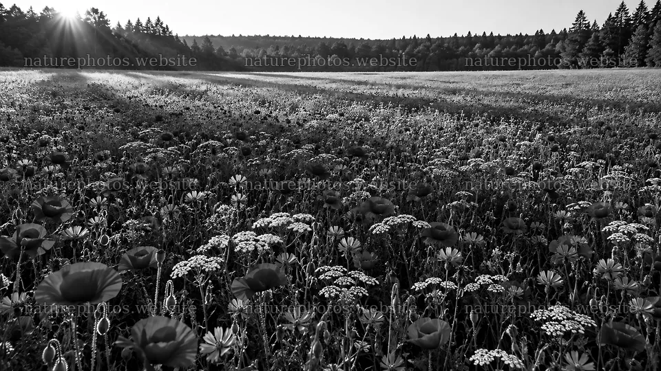 Wildflower Meadow at Forest Edge, Monochrome – nature photos 10324x5812