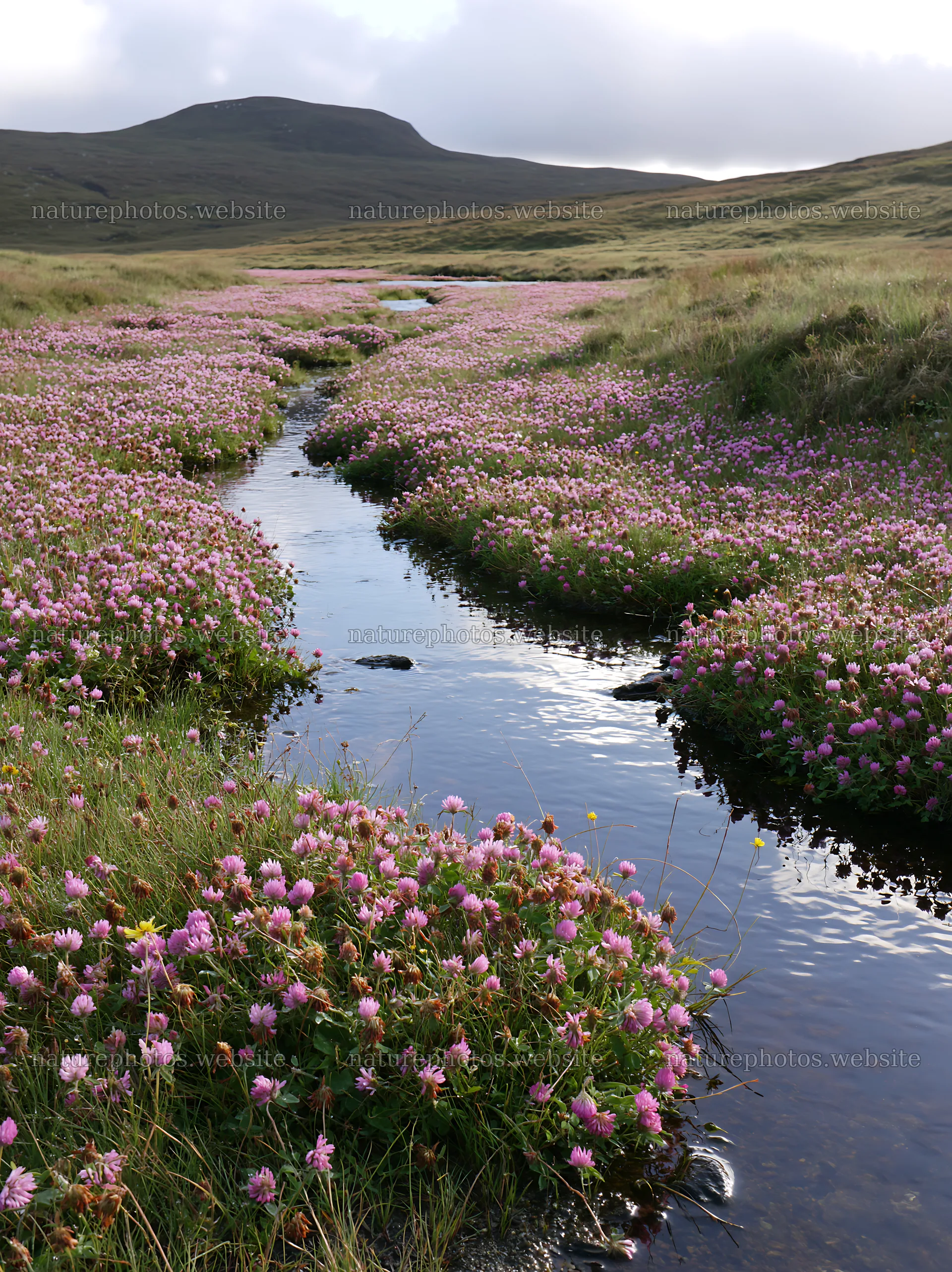 High contrast meadow with watercourse and blooming flowers – nature photos 6866x9174