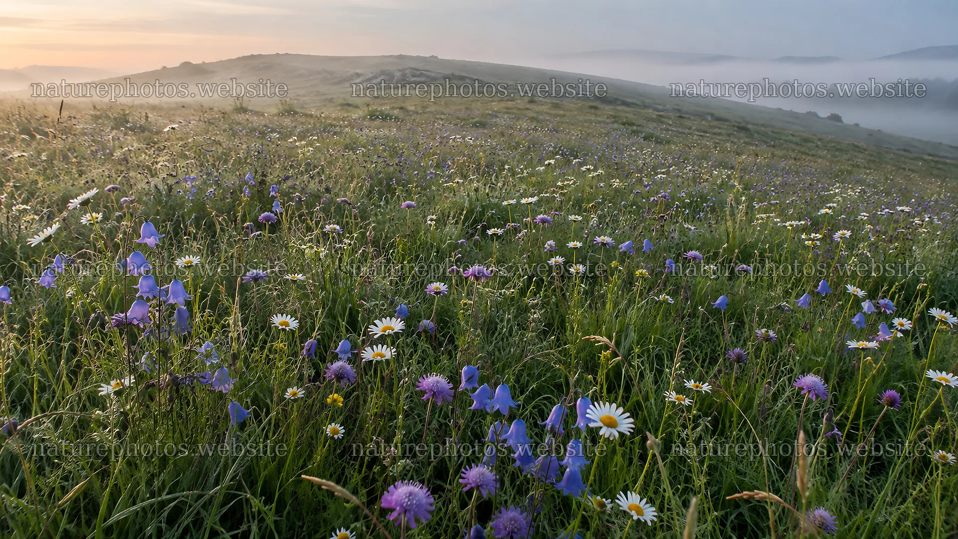 Wildflower Meadow in Morning Mist – nature photos 10324x5812