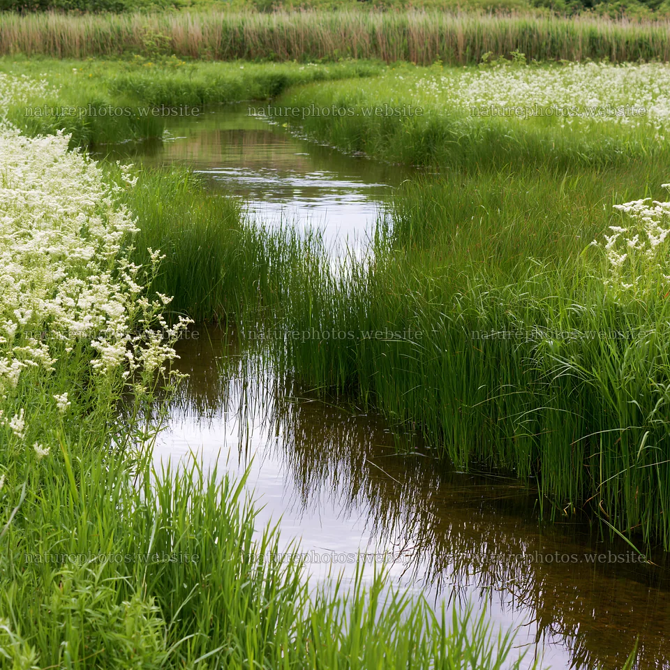 High contrast winding stream through meadow with tall grass – nature photos 7938x7938