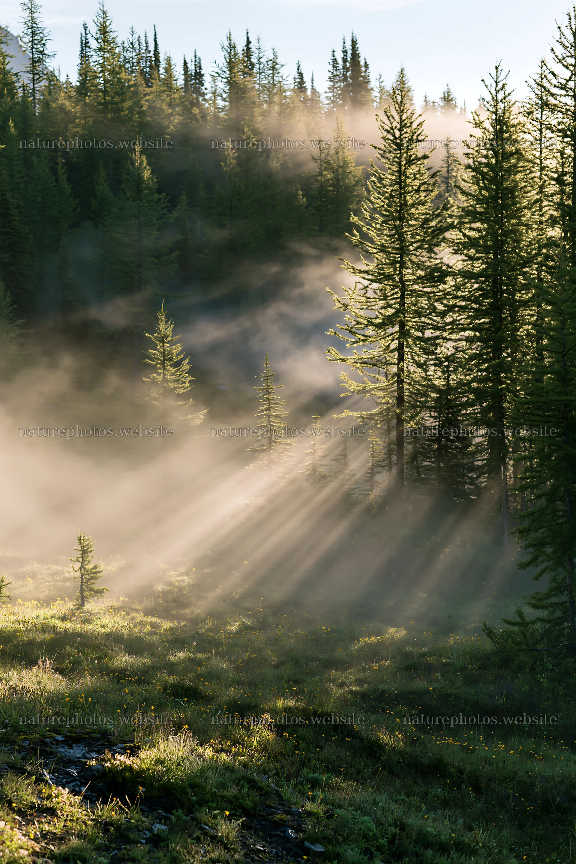 Sunshine rays through trees at Sunshine Meadows Banff – nature photos 6480x9722