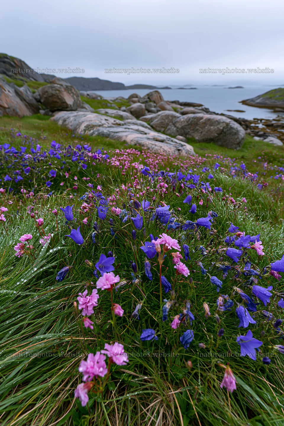 Meadow with boulders and colorful flowers near the shoreline – nature photos 6480x9722