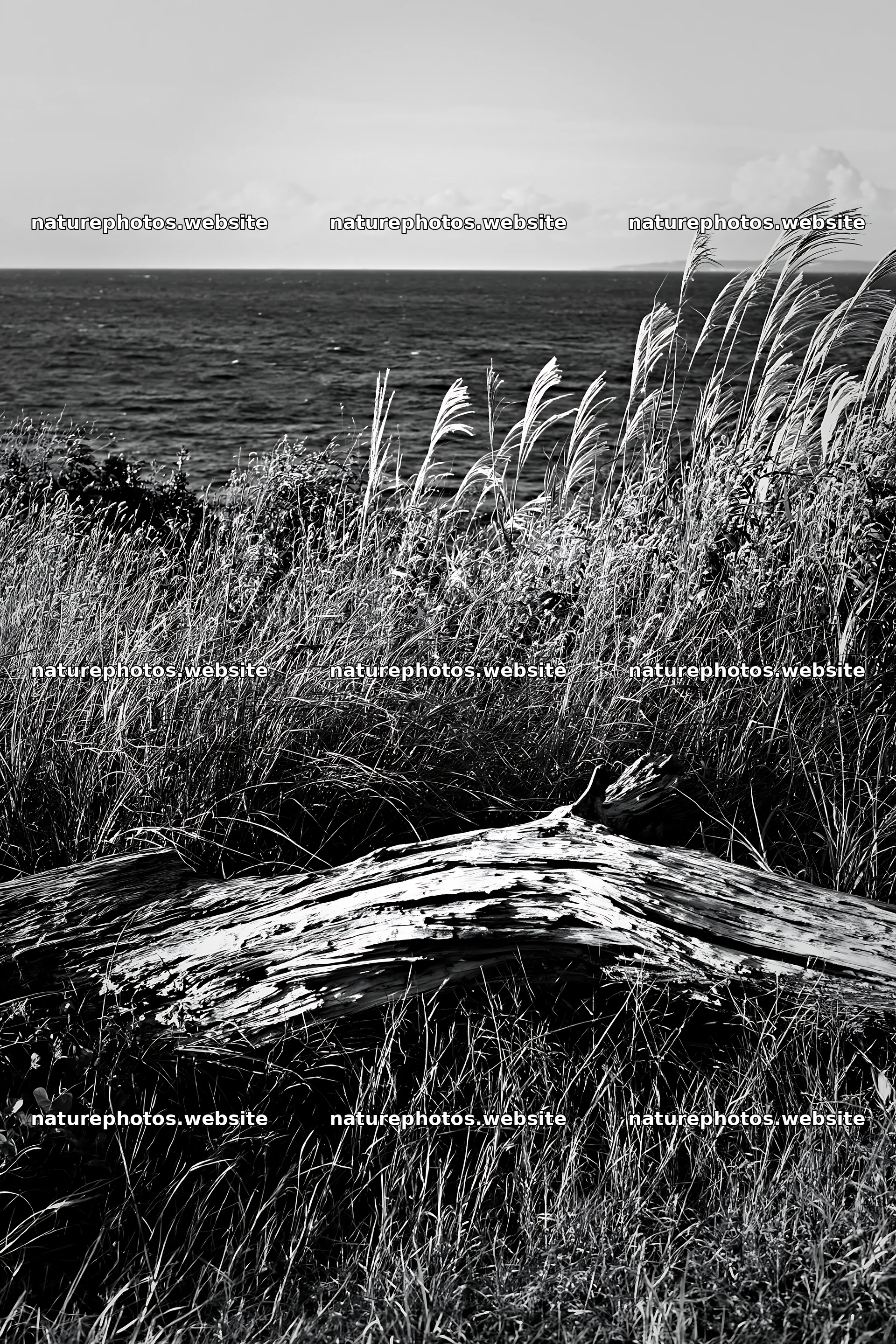 Chiba coastal climate meadow driftwood foreground by the sea – nature photos 6480x9722