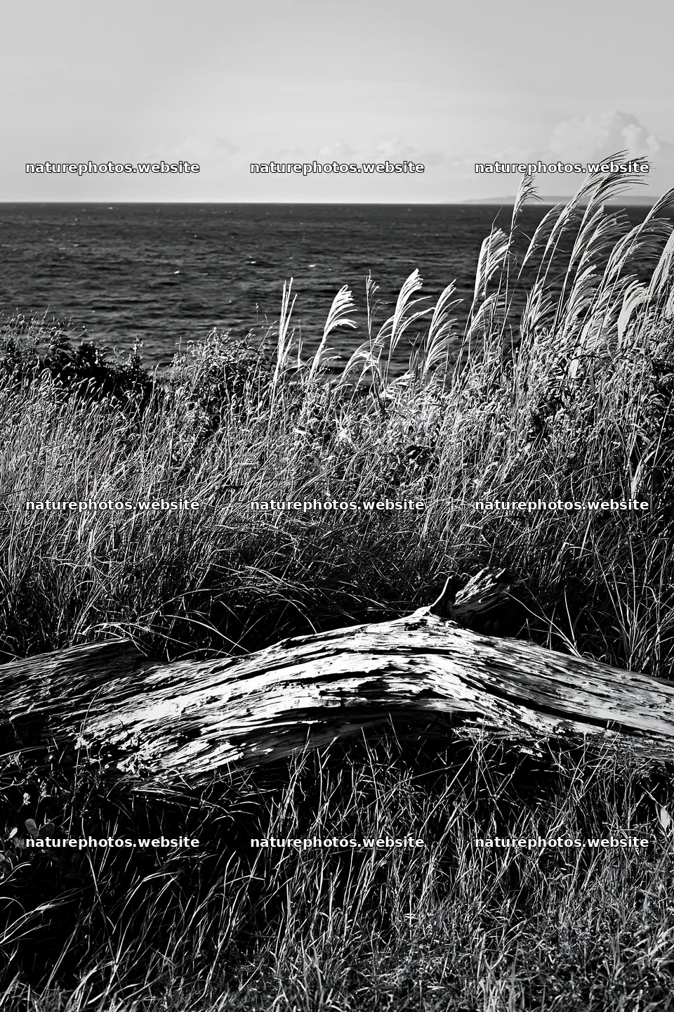 Chiba coastal climate meadow driftwood foreground by the sea – nature photos 6480x9722