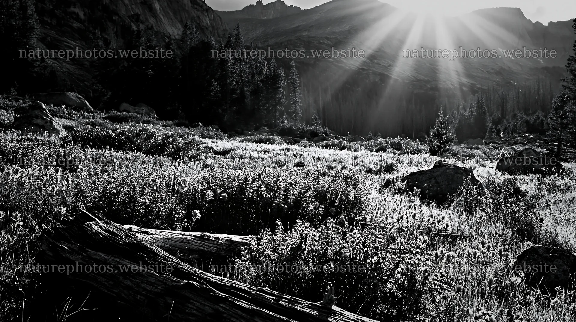 Crepuscular rays shining over a wildflower meadow in spring – nature photos 10608x5938