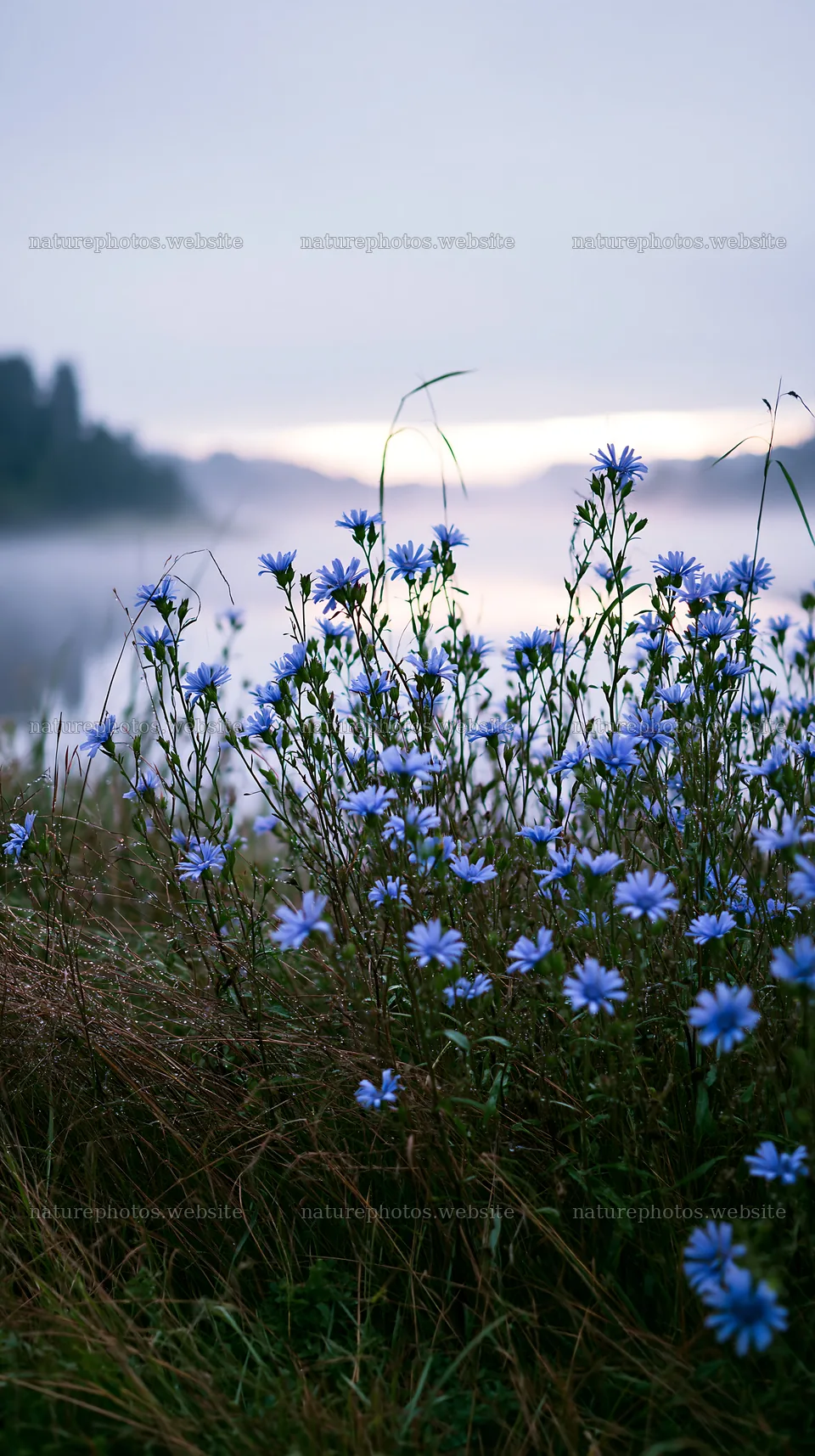 German lakeside meadow with blue flowers and soft morning light – nature photos 5938x10608