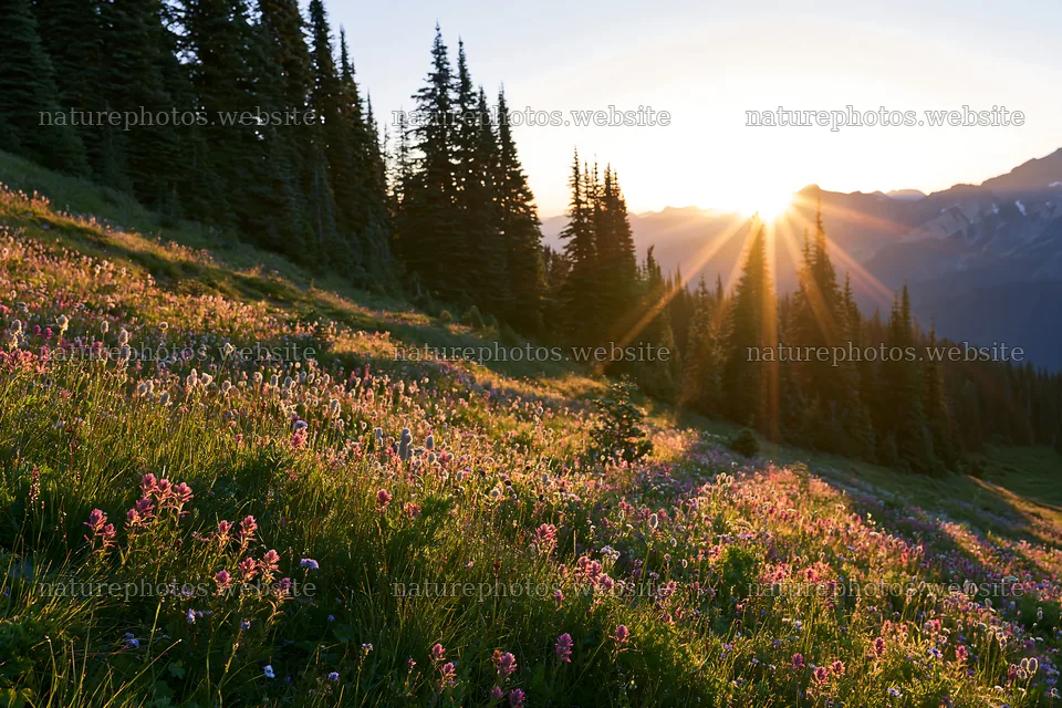 Mount Rainier wildflower meadow at sunrise – nature photos 9722x6480
