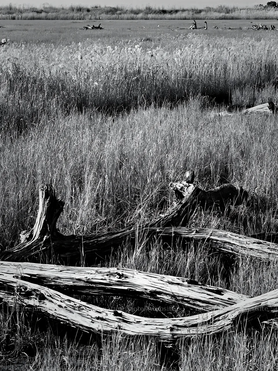 Driftwood in a coastal meadow of Chiba, Japan – nature photos 6866x9174