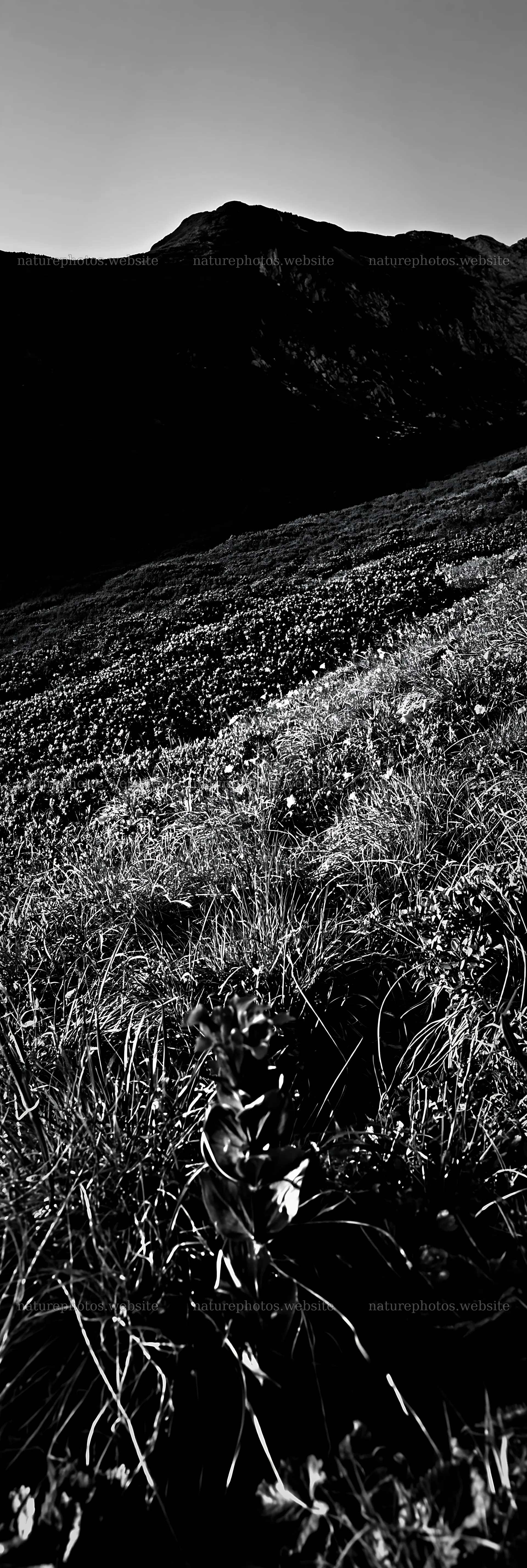 Biodiverse meadow with mountain backdrop in black and white – nature photos 4602x13690