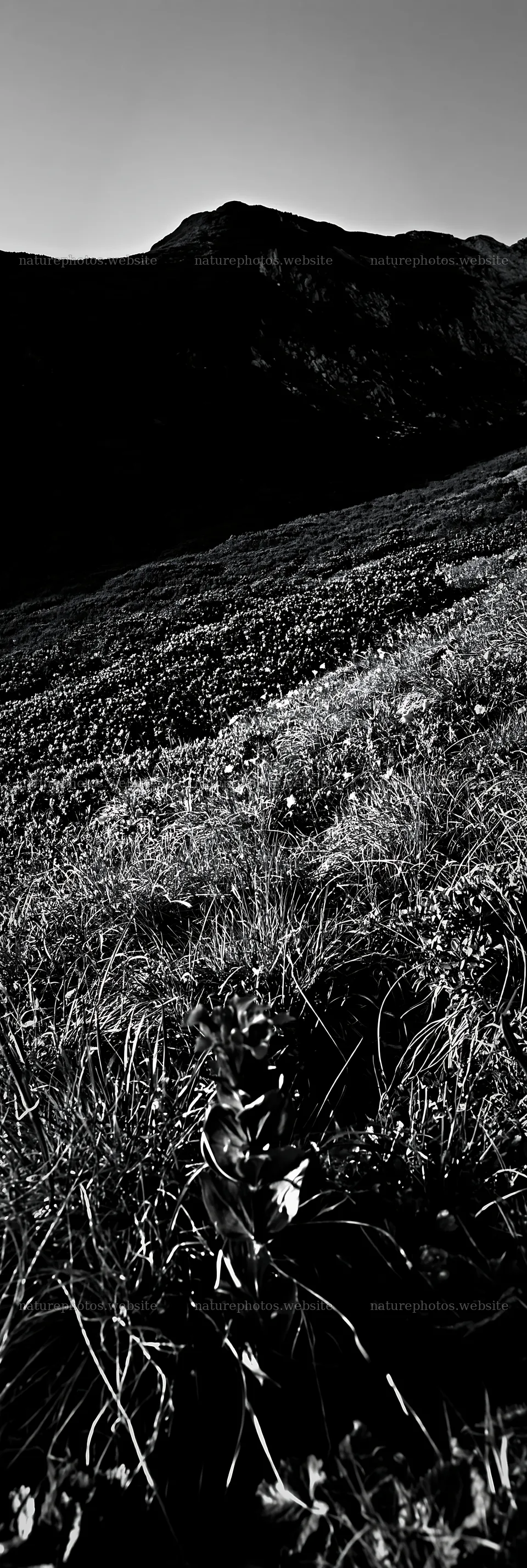 Biodiverse meadow with mountain backdrop in black and white – nature photos 4602x13690