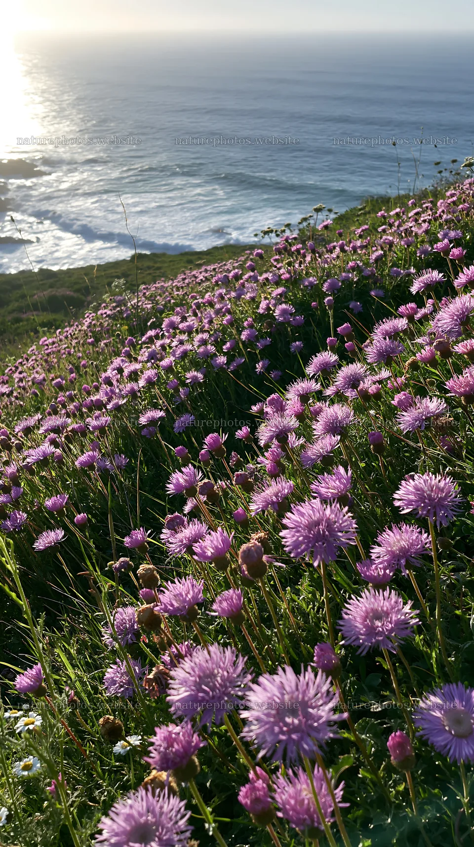 Vibrant purple flowers bloom on Portuguese meadow by coast – nature photos 5938x10608