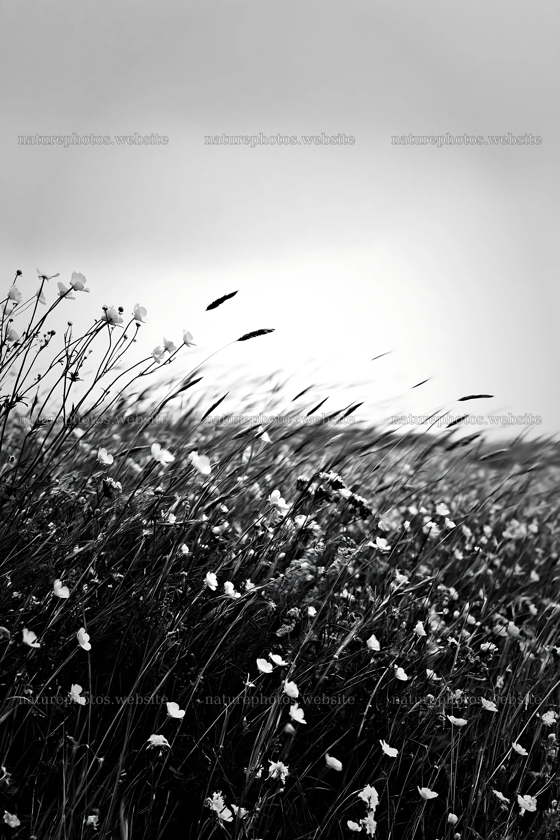 Colorful buttercup meadow under clouded sky – nature photos 6480x9722