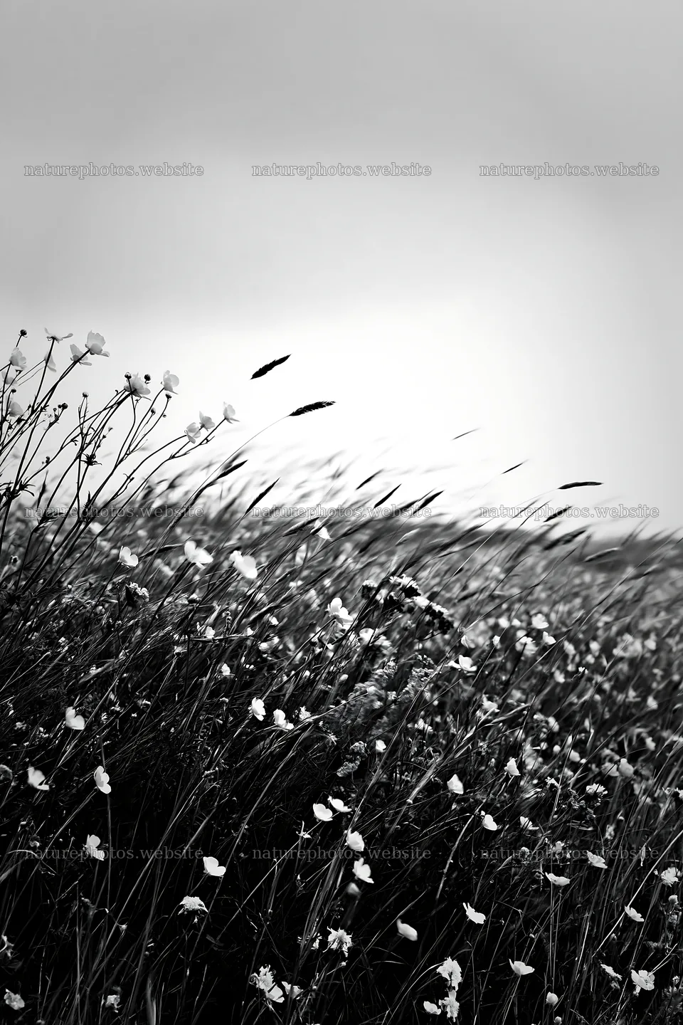 Colorful buttercup meadow under clouded sky – nature photos 6480x9722