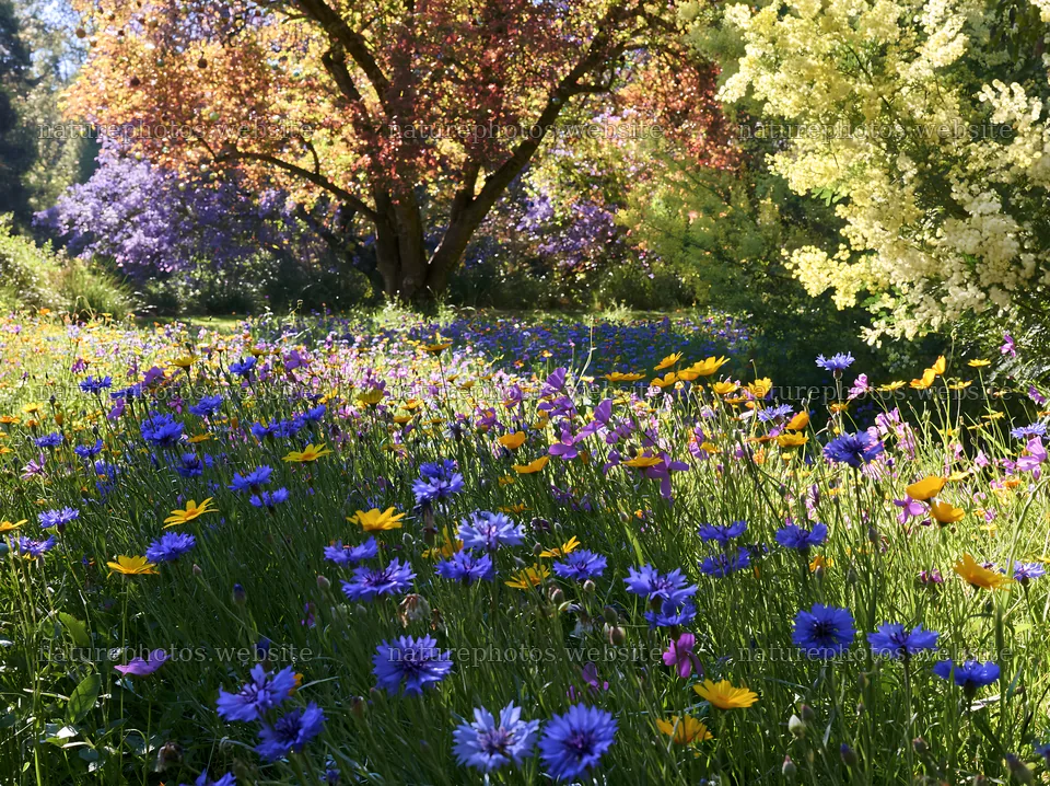 Christmas tree beside stream in meadow with blooming flowers – nature photos 9174x6866