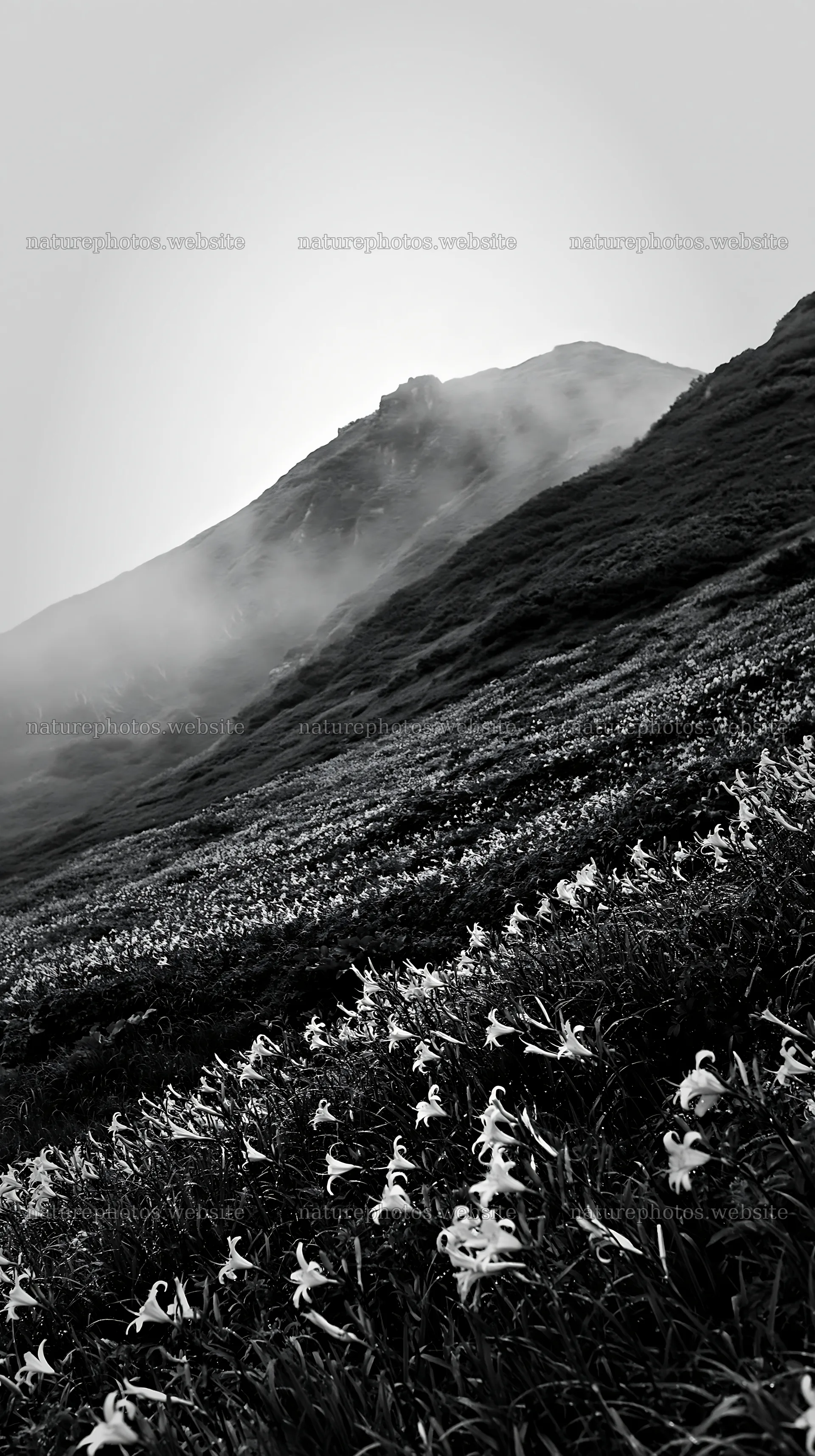 Highland daylilies bloom in Kirigamine under soft light – nature photos 5938x10608