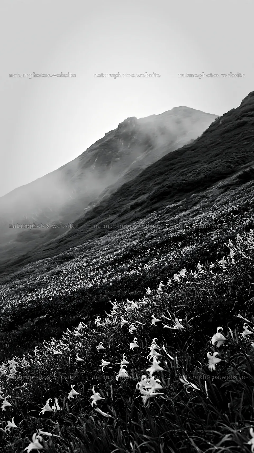 Highland daylilies bloom in Kirigamine under soft light – nature photos 5938x10608