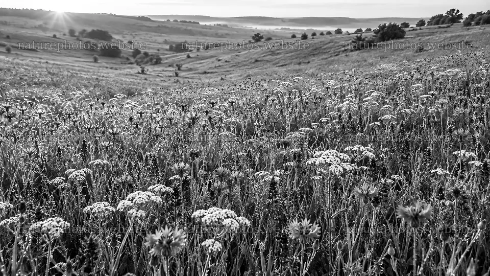 Monochrome Wildflower Meadow Beneath Rolling Hills – nature photos 10324x5812
