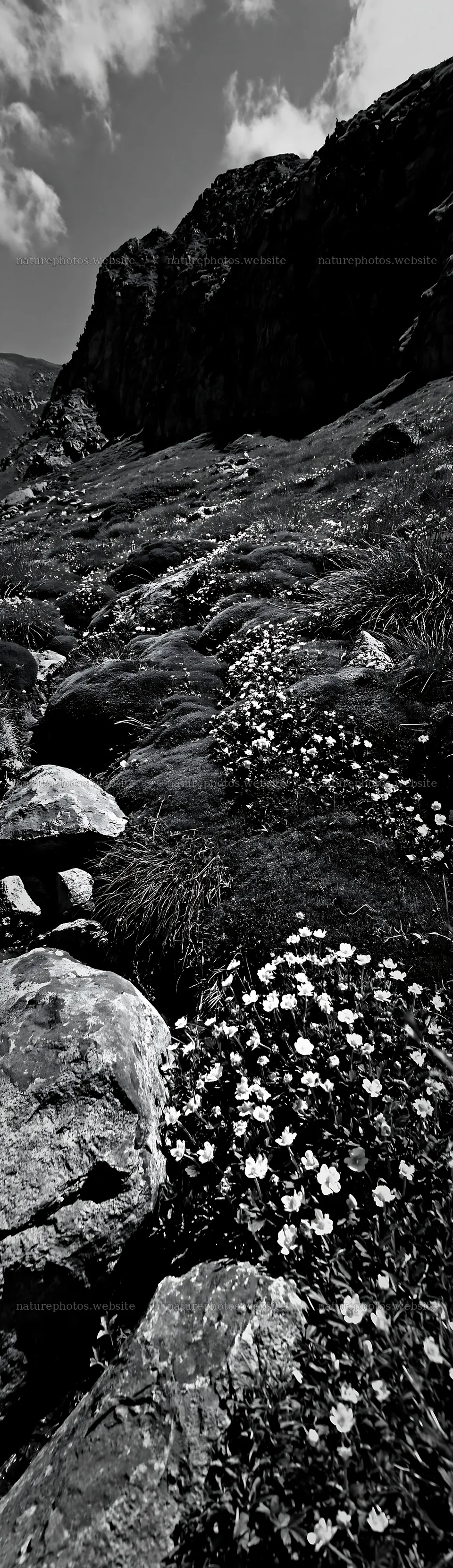 Mossy boulders and flowers in a meadow landscape – nature photos 4268x14762