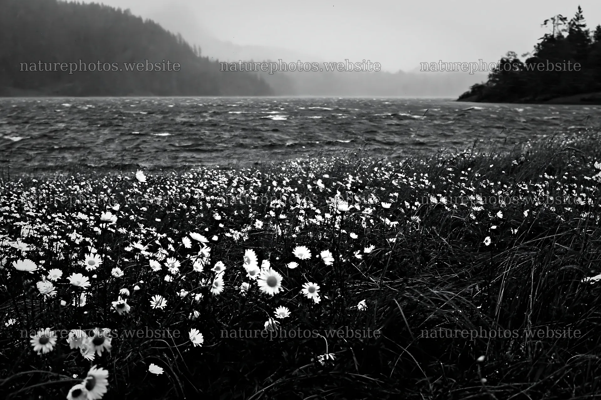 Snowy lakeside meadow with flowers and a distant forest – nature photos 9722x6480