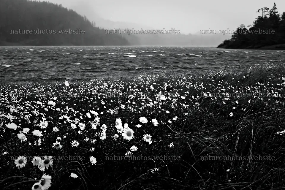 Snowy lakeside meadow with flowers and a distant forest – nature photos 9722x6480