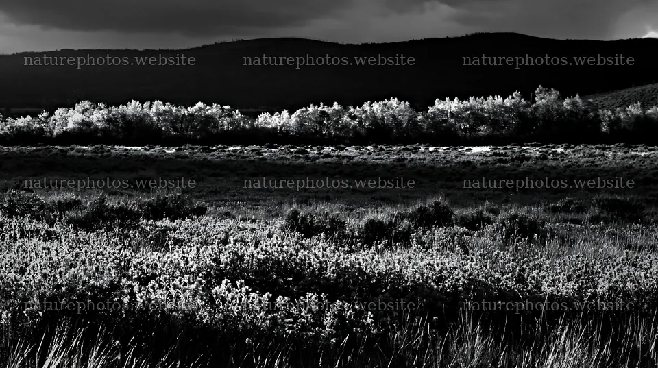 Sagebrush meadow light highlights vibrant red flowers – nature photos 10608x5938