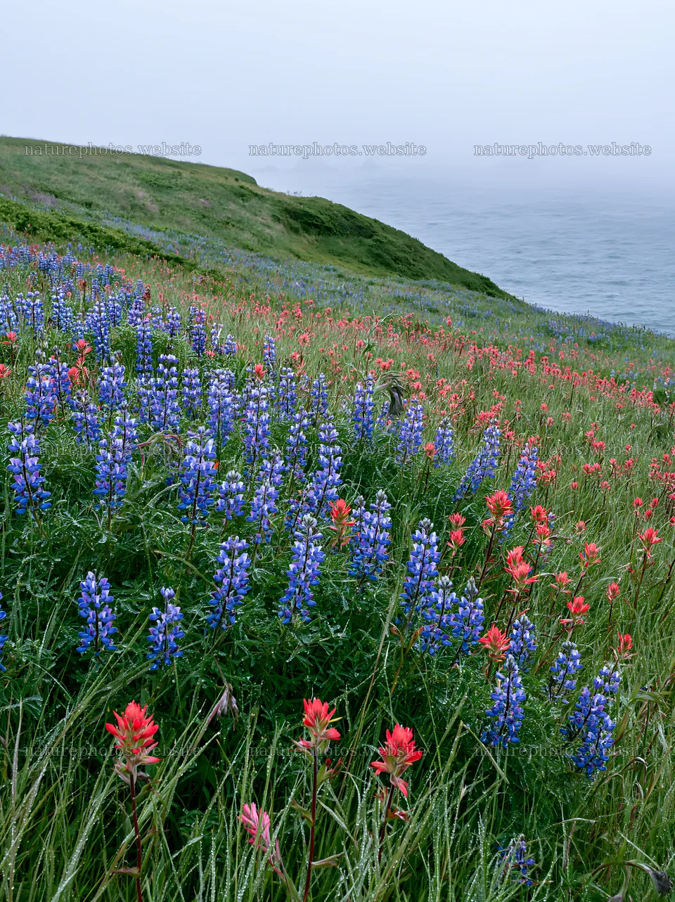 Colorful flowers in a coastal meadow near the ocean – nature photos 6866x9174