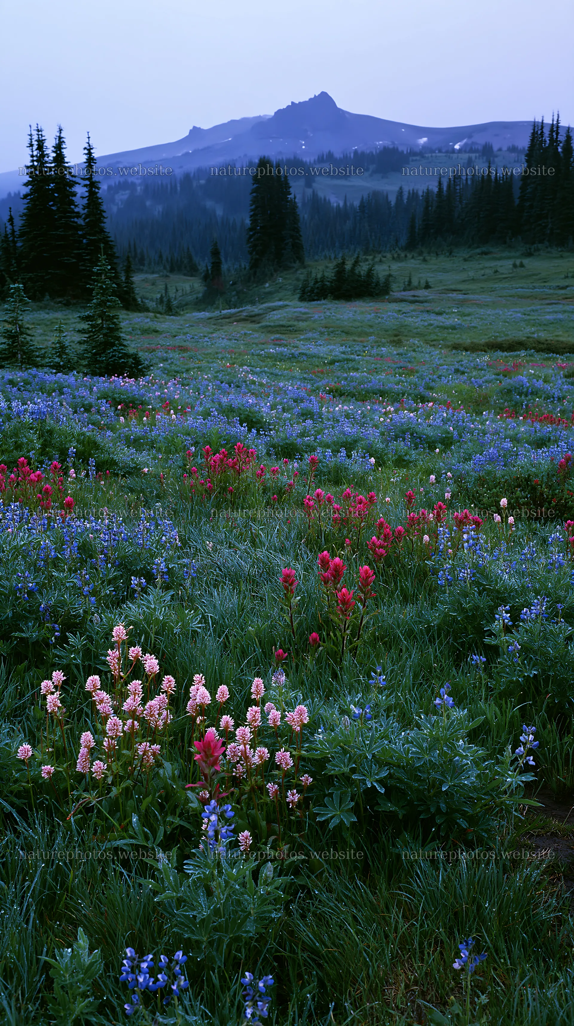 Mount Rainier paintbrush and lupine meadow in bloom – nature photos 5938x10608