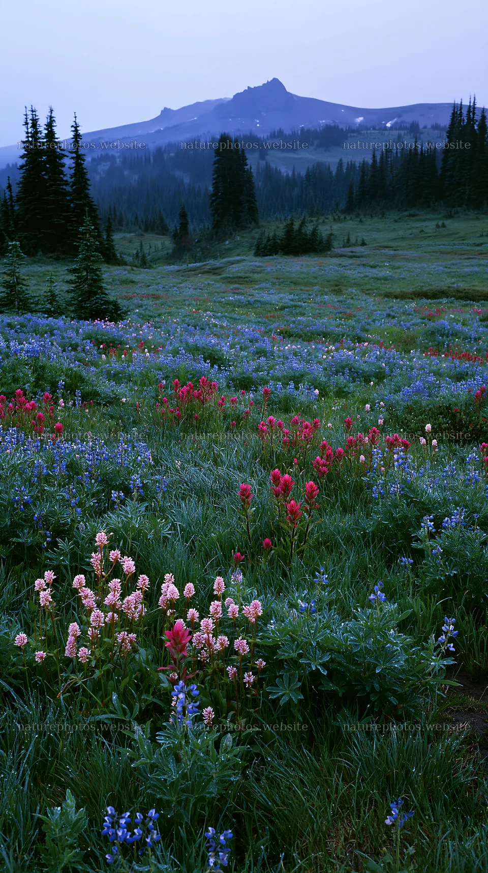 Mount Rainier paintbrush and lupine meadow in bloom – nature photos 5938x10608