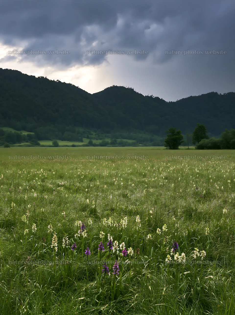 Wild orchid meadow under cloudy sky with mountains in background – nature photos 6866x9174