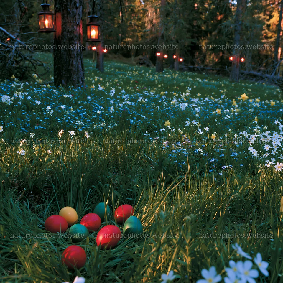 Expansive Christmas meadow with lanterns and colored eggs – nature photos 7938x7938