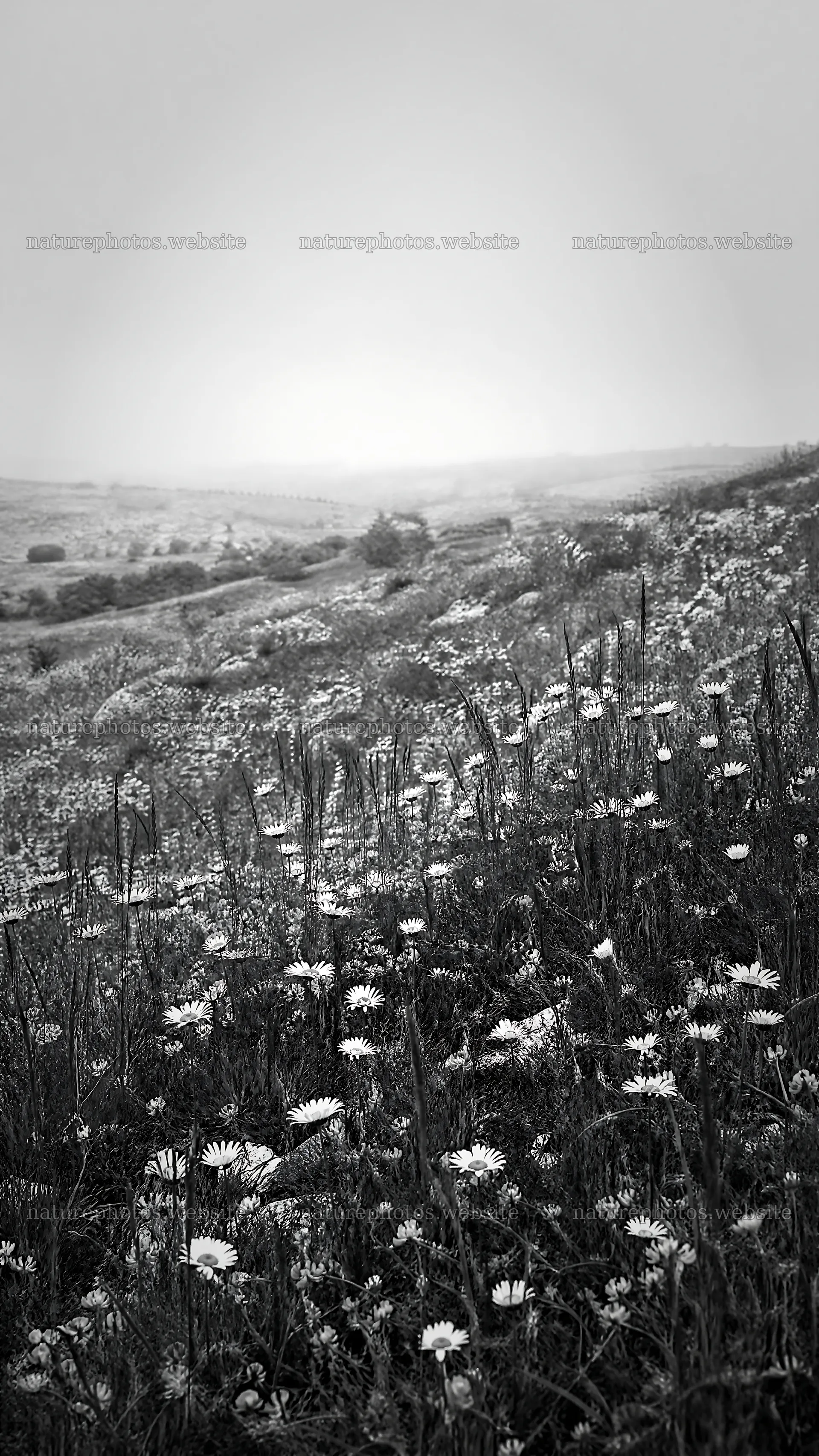 Sunny chalk meadow with flowers and hills in the background – nature photos 5952x10584