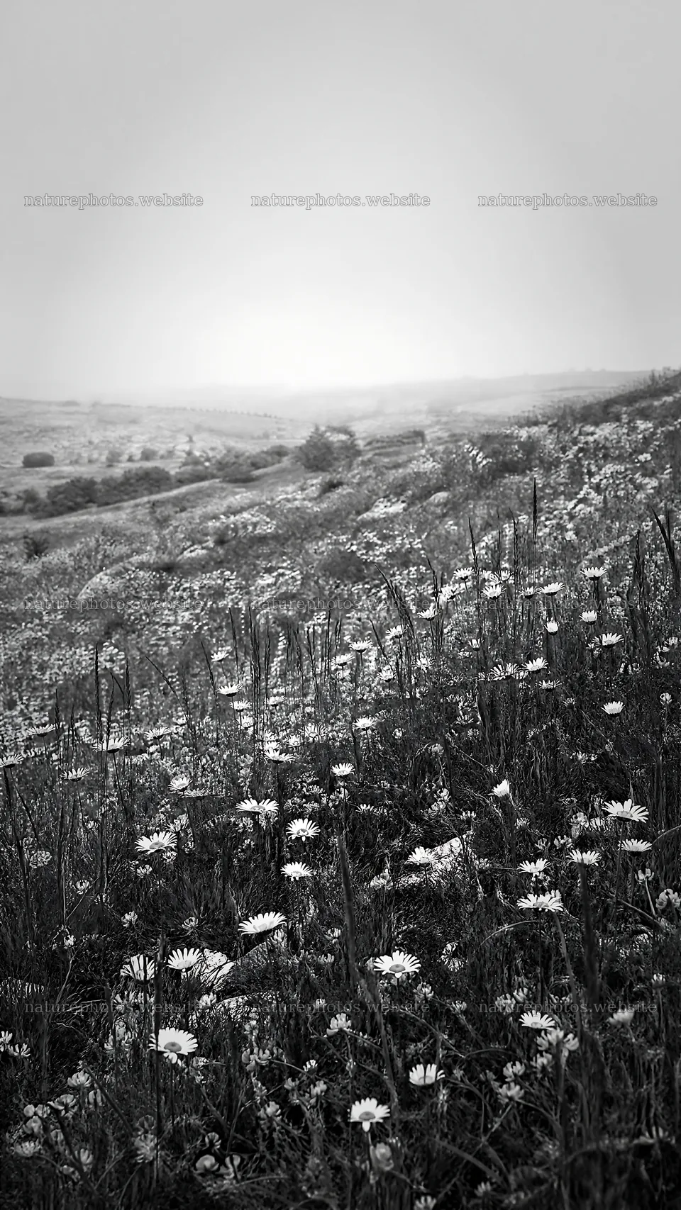 Sunny chalk meadow with flowers and hills in the background – nature photos 5952x10584