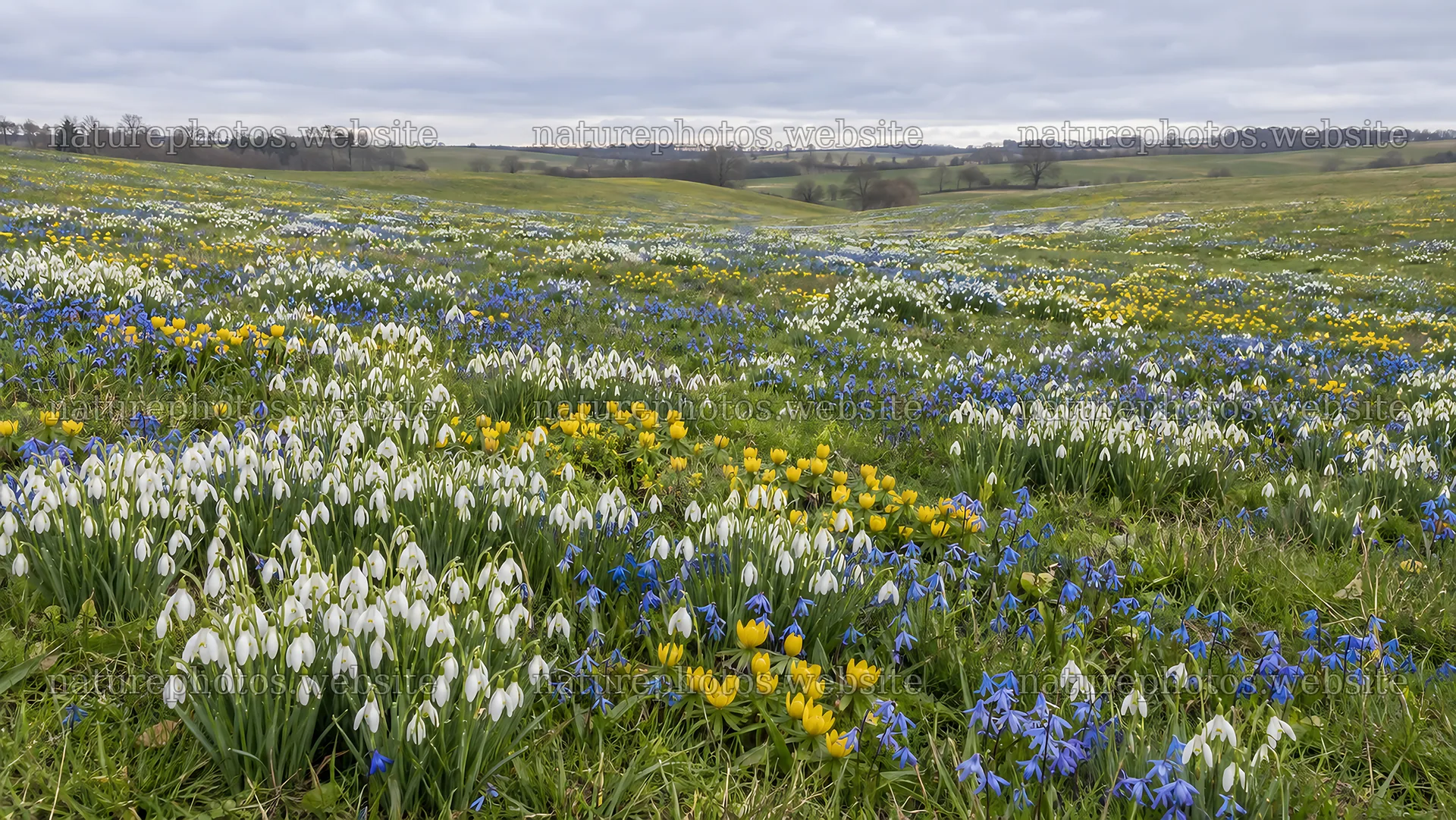 Spring Bulbs Across a Flower-Filled Meadow – nature photos 10324x5812
