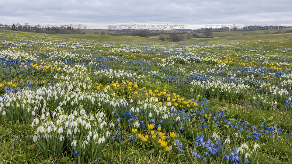 Spring Bulbs Across a Flower-Filled Meadow – nature photos 10324x5812