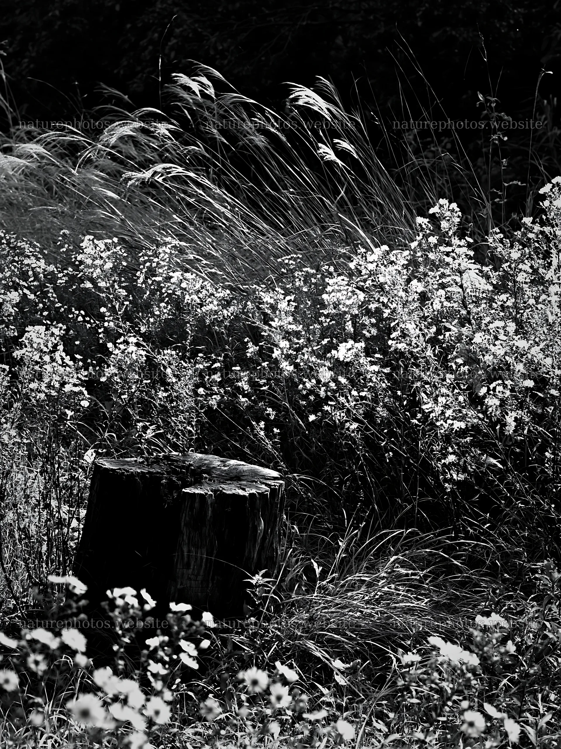 Fukushima native meadow with weathered stump – nature photos 6866x9174