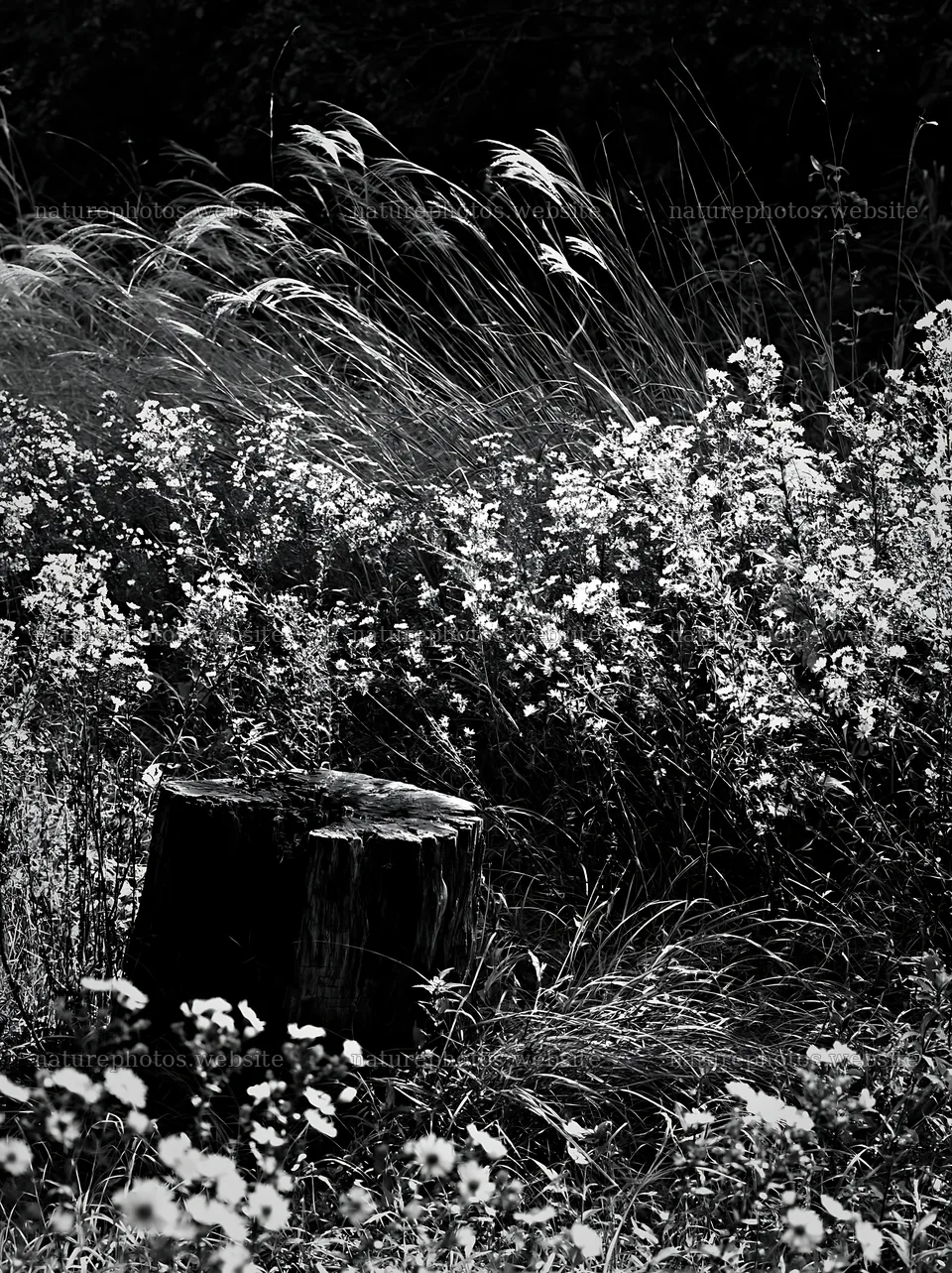Fukushima native meadow with weathered stump – nature photos 6866x9174