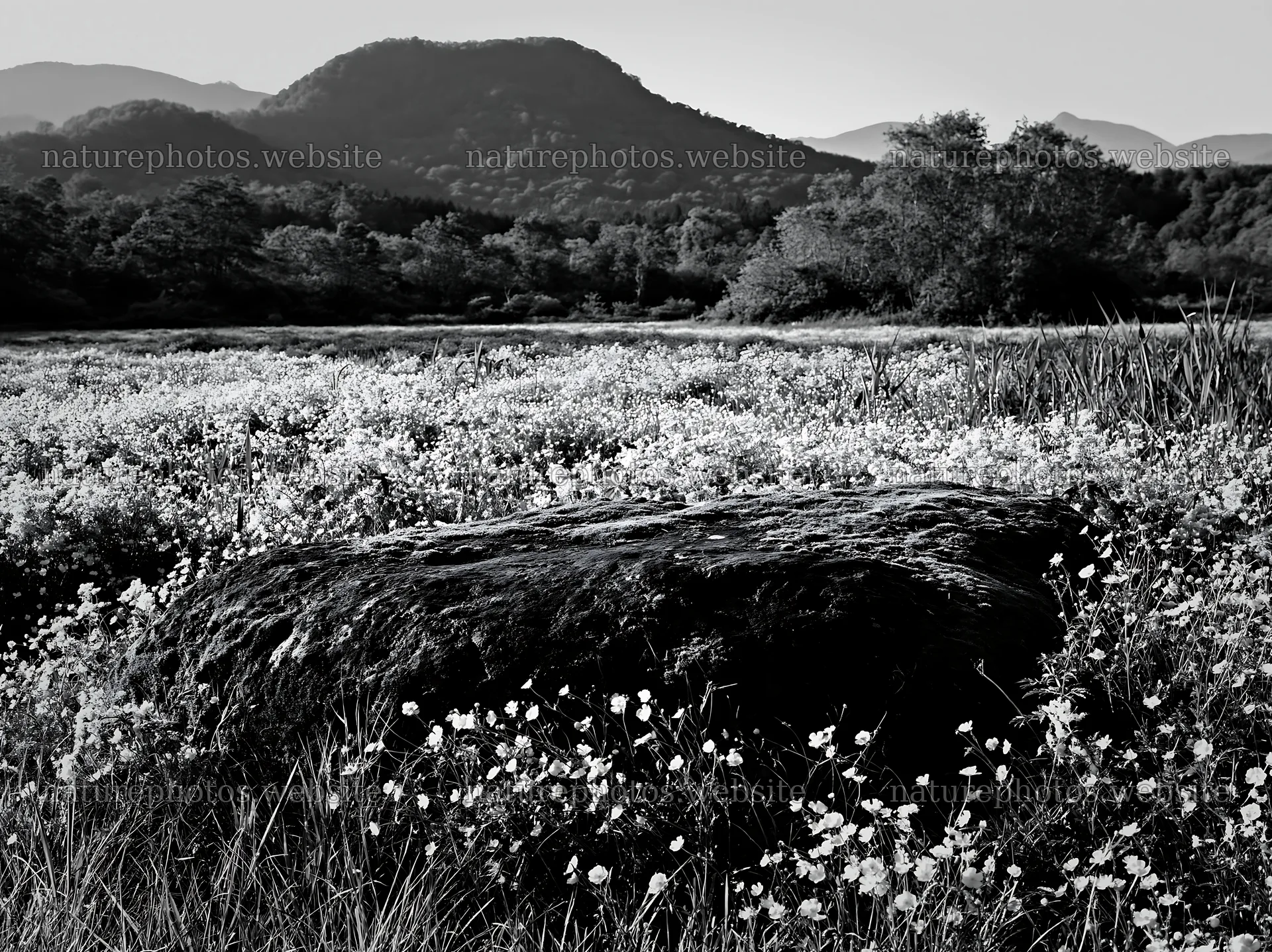 Miyagi spring recovery meadow with mossy stone and mountains – nature photos 9174x6866