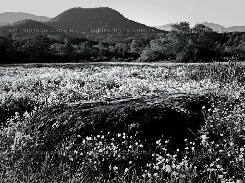 Miyagi spring recovery meadow with mossy stone and mountains – nature photos 9174x6866