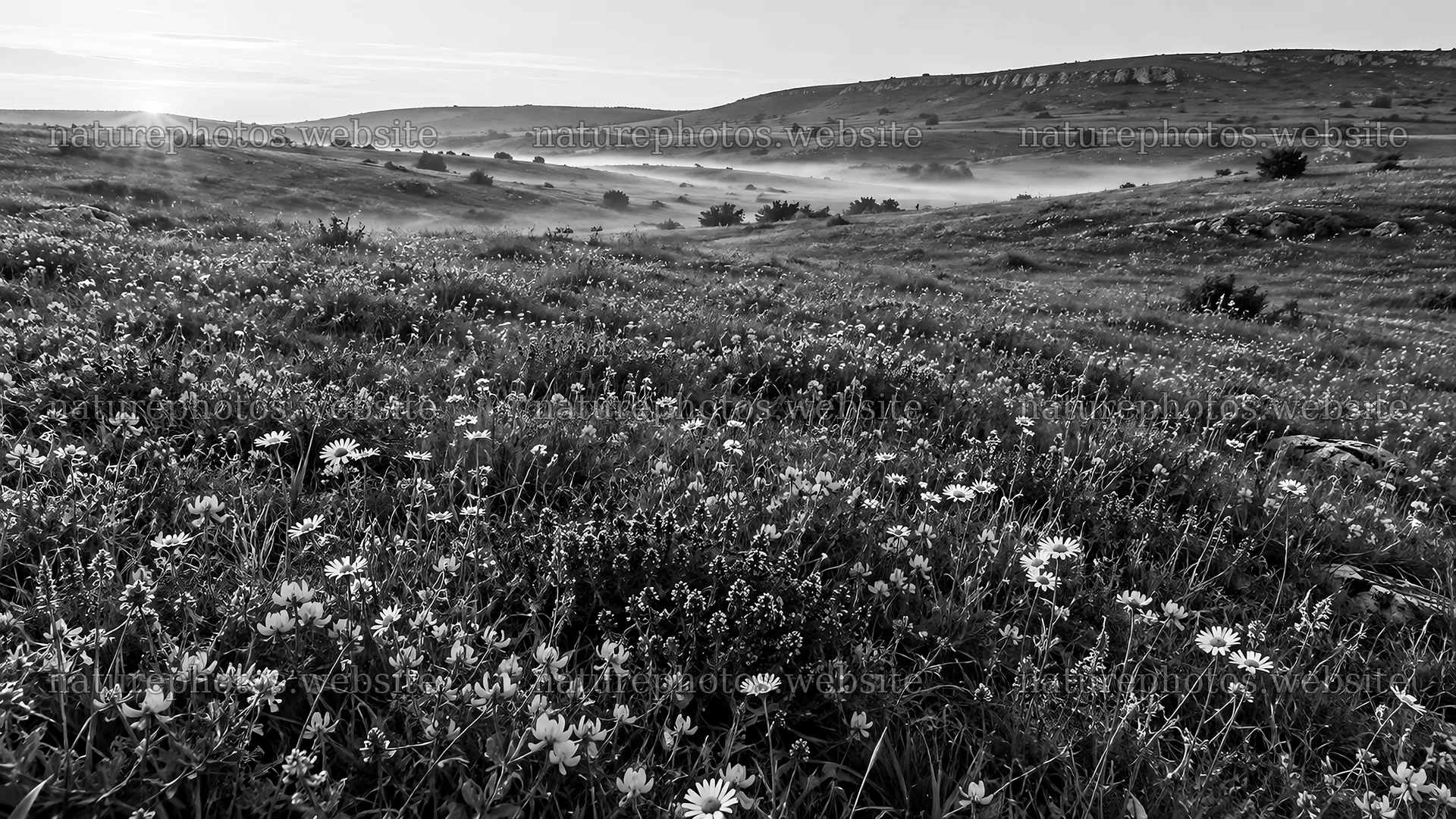 Monochrome Wildflower Meadow in Morning Mist – nature photos 10324x5812