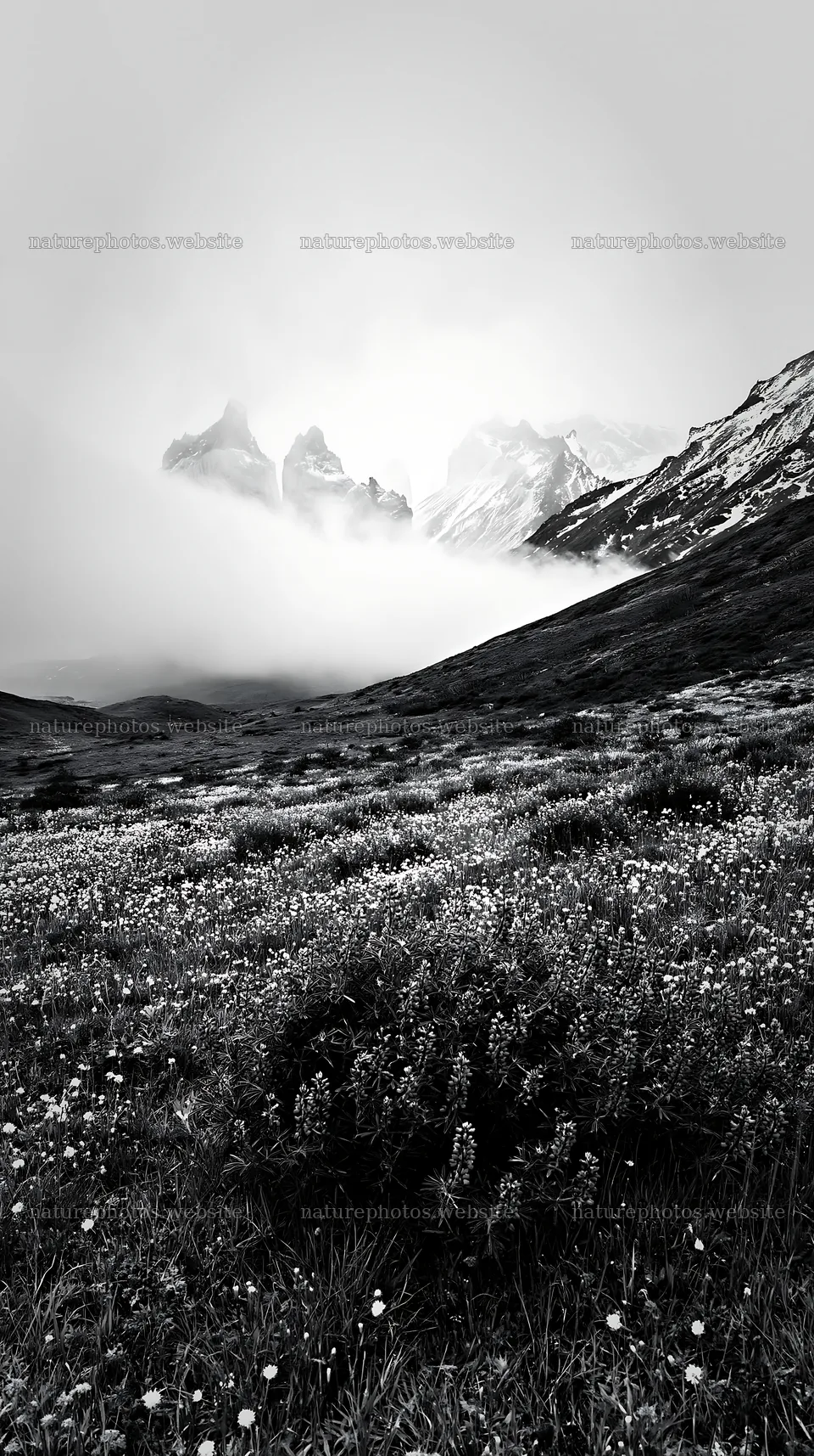 Snow-covered meadow in Torres del Paine with misty mountains – nature photos 5938x10608