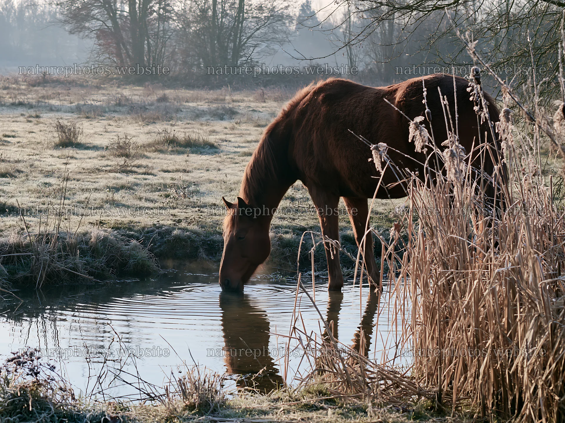 Horse drinking water in a quiet meadow at dawn – nature photos 9174x6866