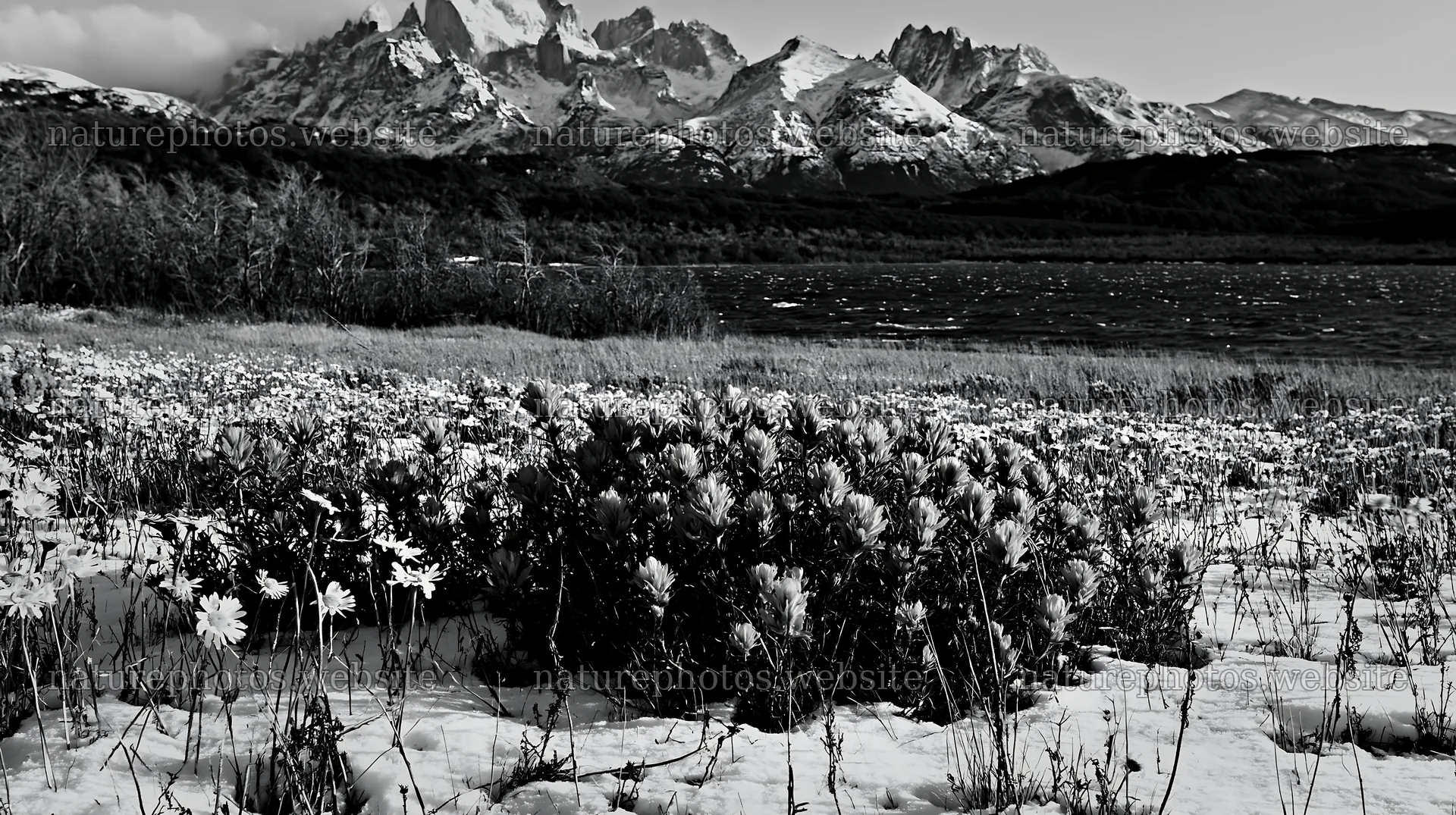 Lakeside meadow after first snowfall with flowers in foreground – nature photos 10608x5938