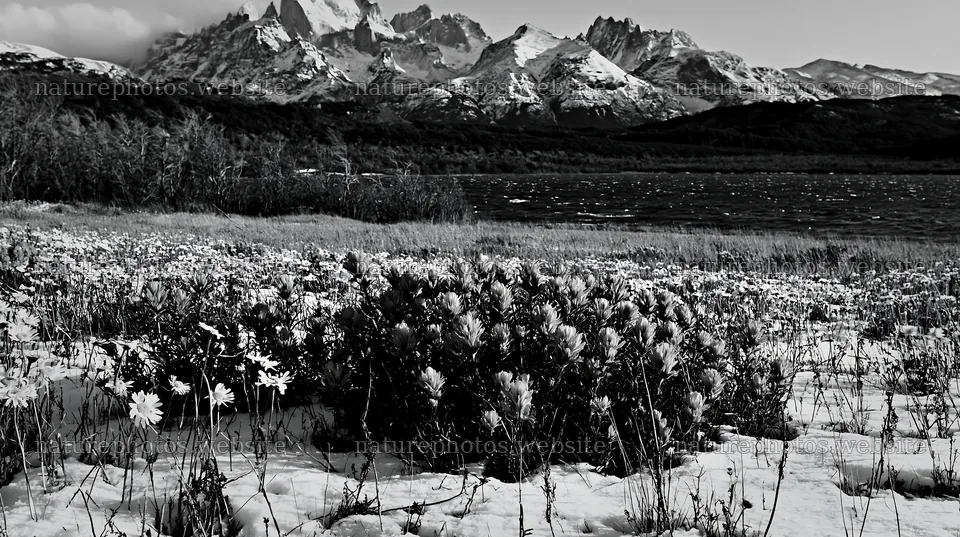Lakeside meadow after first snowfall with flowers in foreground – nature photos 10608x5938
