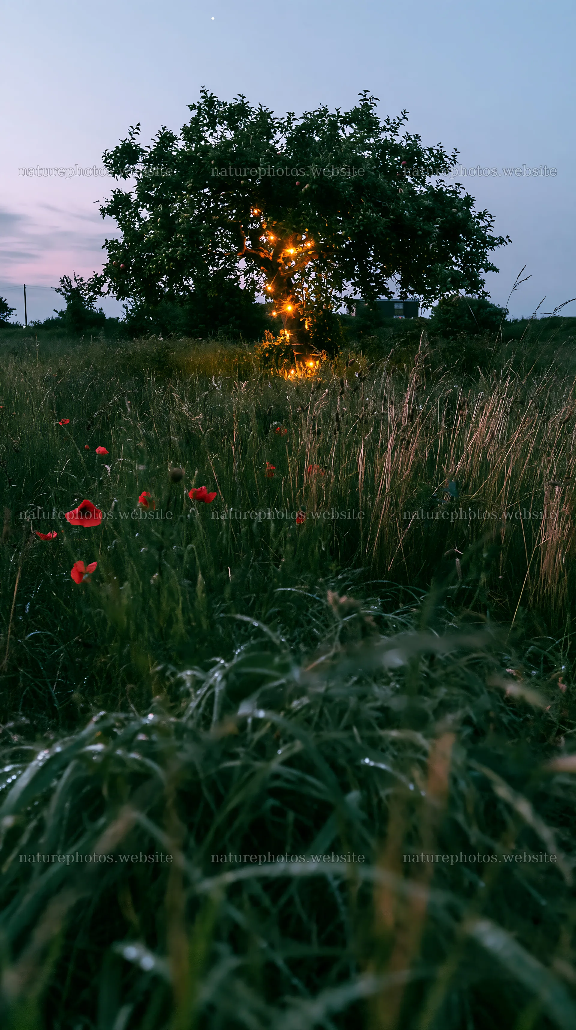 Apple tree in meadow with lights and wildflowers at dusk – nature photos 5938x10608