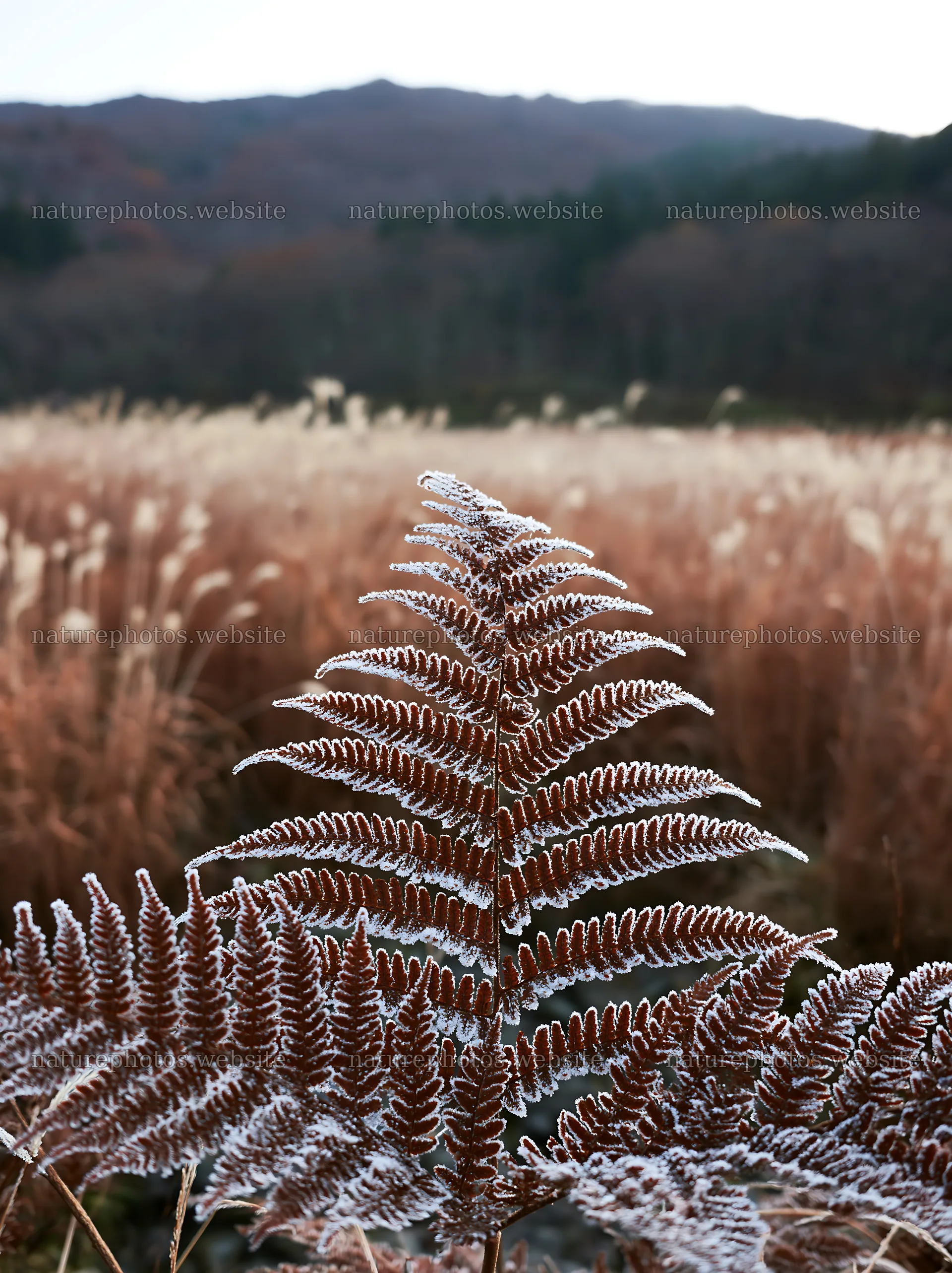 Tokushima mountain meadow fern frond in foreground – nature photos 6866x9174